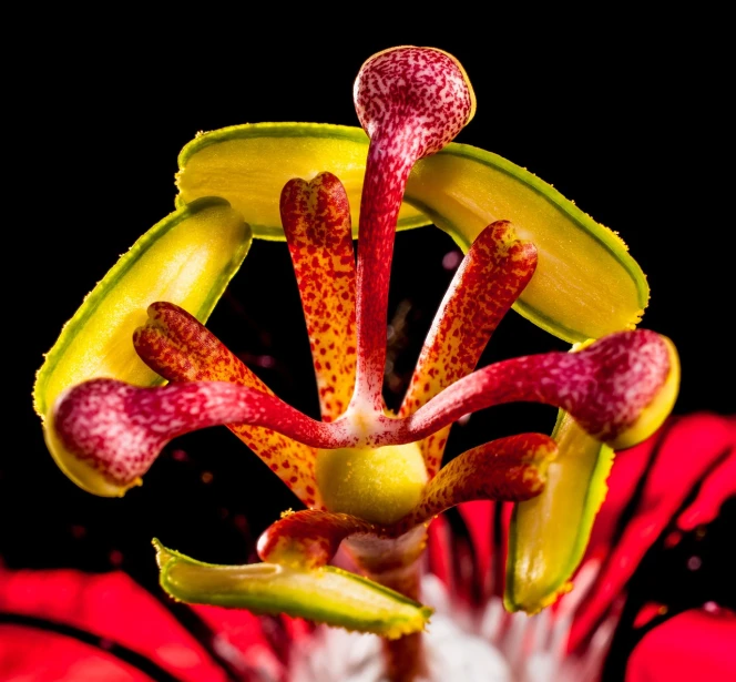 a close up of a flower on a black background, a macro photograph, by Robert Brackman, honeysuckle, red flowers of different types, close-up product photo, carnivorous plant