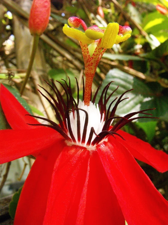 a close up of a red flower on a tree, by Susan Heidi, flickr, hurufiyya, in marijuanas gardens, flowers with very long petals, clematis in the deep sea, ultrafine detail ”