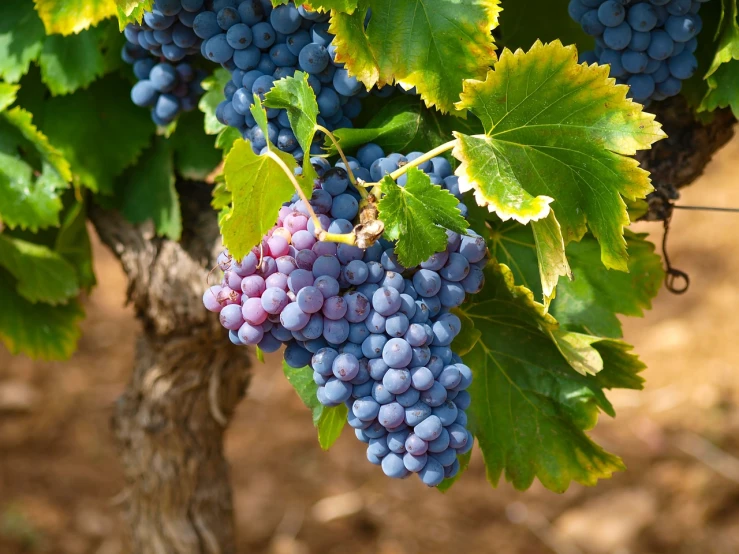 a bunch of grapes hanging from a vine, by Julian Hatton, shutterstock, renaissance, blue and red color scheme, stock photo, in spain, award - winning crisp details ”