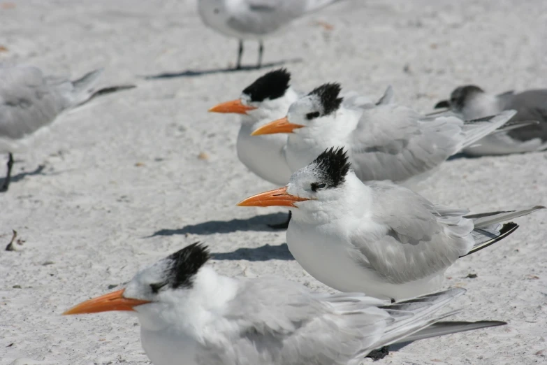 a group of birds standing on top of a sandy beach, a portrait, by Susan Heidi, florida, white and orange, very sharp photo, they are all laying down