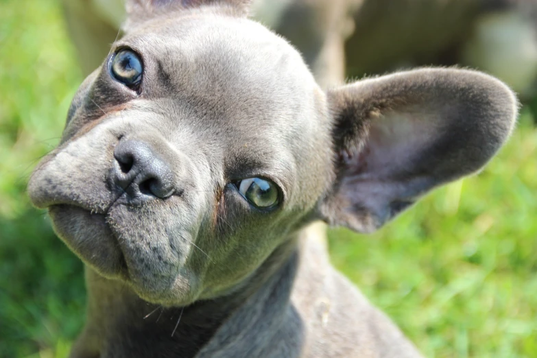 a close up of a dog looking at the camera, shutterstock, photorealism, french bulldog, sphinx cat, blue dog, chihuahua