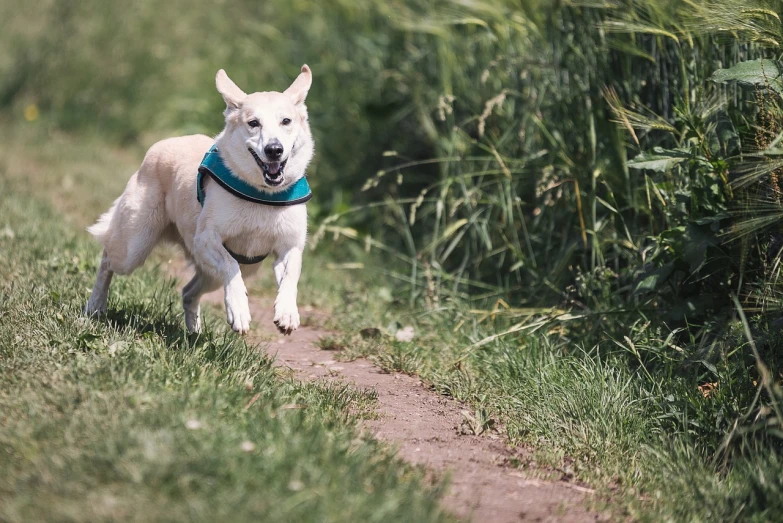 a dog that is running in the grass, a portrait, shutterstock, 3 5 mm photo, teals, adventure, doge