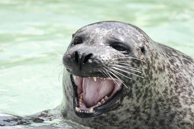 a close up of a seal in a body of water, a photo, by Robert Brackman, shutterstock, cheerful expression, grinning lasciviously, f/3.2, museum quality photo