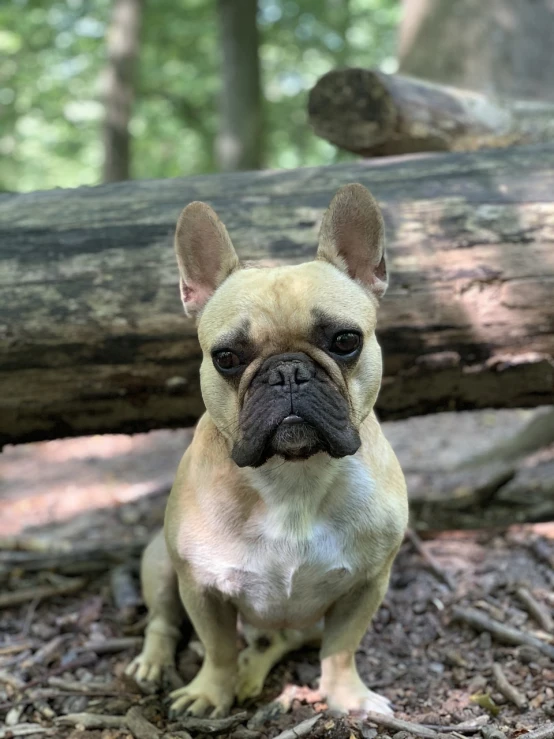 a small dog sitting on the ground in the woods, a portrait, renaissance, french bulldog, 🤬 🤮 💕 🎀, portrait n - 9, low angle photo