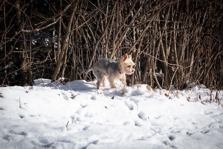 a dog that is standing in the snow, a portrait, by Jakob Gauermann, flickr, bauhaus, walking through the trees, yorkshire terrier, sun dappled, blue scales. playing in the snow