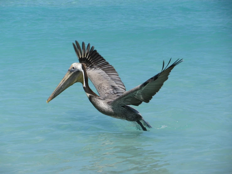 a large bird flying over a body of water, a photo, caribbean, big beak, closeup photo, coming out of the ocean