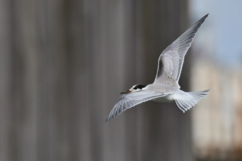 a close up of a bird flying in the sky, a picture, by Paul Bird, arabesque, straw, in an urban setting, narrow wings behind, photo from the side