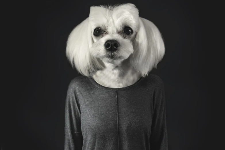 a white dog with a white wig on it's head, a character portrait, photorealism, perfect symmetrical image, wearing a designer top, highly realistic photography, dark and moody