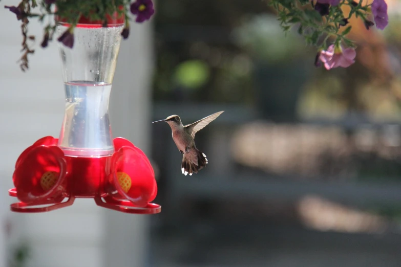 a hummingbird flying towards a hummingbird feeder, by Linda Sutton, people watching around, closeup photo, spreading her wings, slightly golden