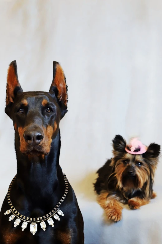 a couple of dogs sitting next to each other, shutterstock contest winner, wearing a pink head band, gothic regal and tattered black, breed russian brown toy terrier, an ultra realistic photo