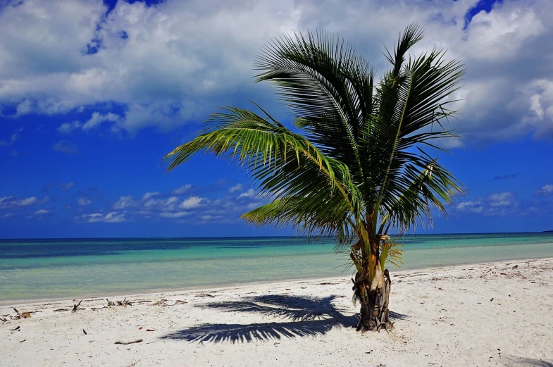 a palm tree sitting on top of a sandy beach, a photo, by Edward Corbett, pixabay, hurufiyya, cuba, clear and sunny, solitary, very beautiful photo