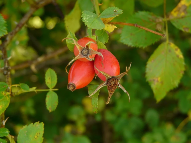 a close up of a bunch of fruit on a tree, a photo, natural point rose', two small horn on the head, beginning of autumn, knee