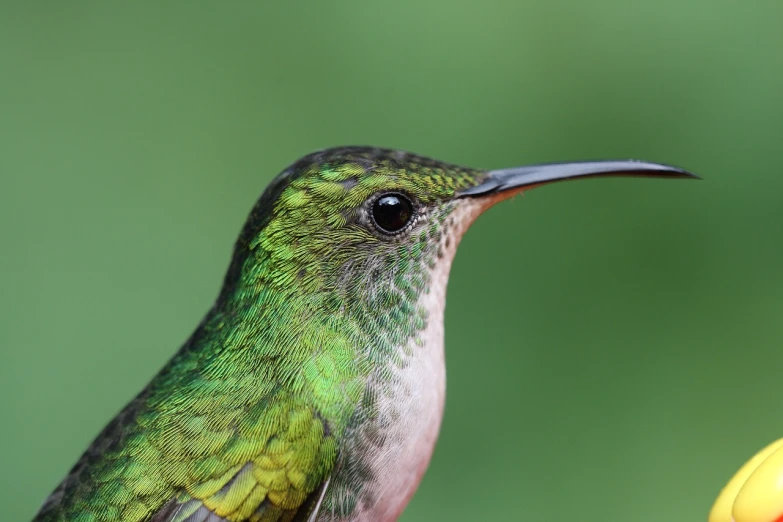 a close up of a bird near a flower, by Dietmar Damerau, flickr, hurufiyya, detailed closeup face, pink and green, hummingbirds, side view close up of a gaunt