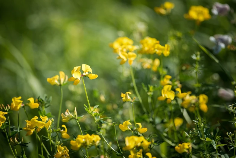 a bunch of yellow flowers sitting on top of a lush green field, a macro photograph, background full of lucky clovers, bokeh photo