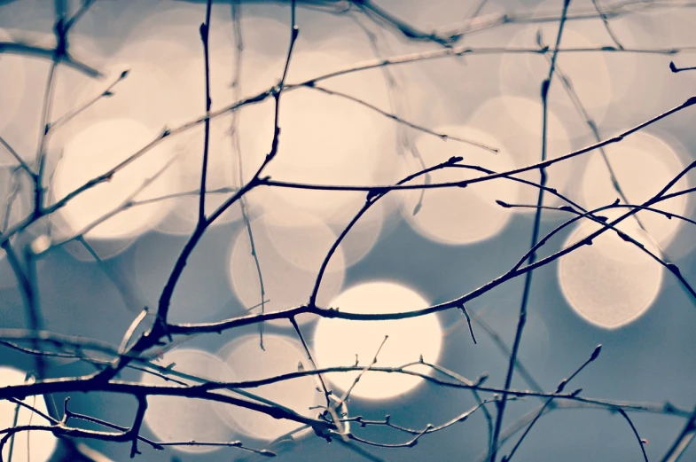 a close up of a tree branch with lights in the background, inspired by Elsa Bleda, flickr, minimalism, silver and blue colors, wallpaper”