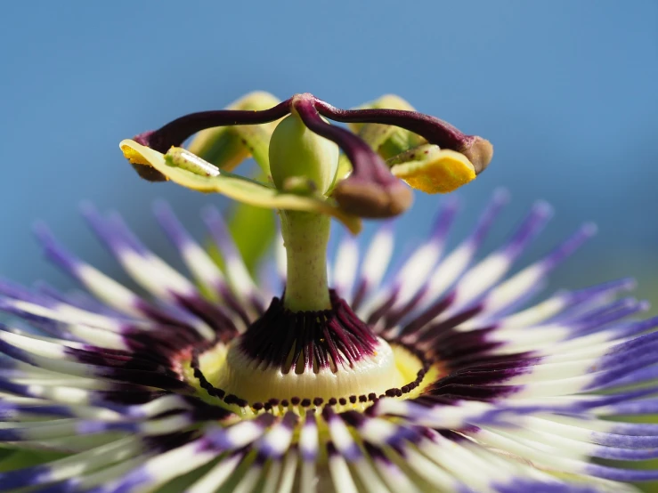 a close up of a flower with a blue sky in the background, a macro photograph, by Jan Rustem, flickr, hurufiyya, passion flower, carnivorous plant, highly detailed product photo, view from bottom to top