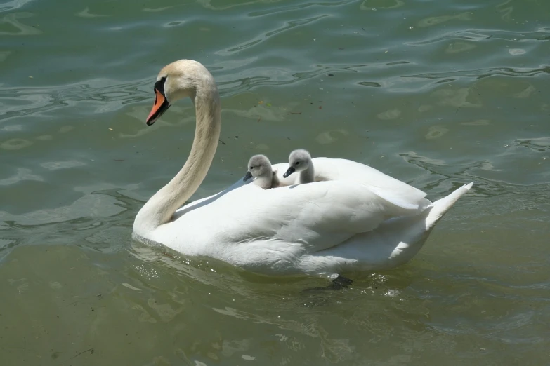 a mother swan and her two babies swimming in the water, a picture, by Matt Stewart, pixabay, romanticism, wikimedia, elegant regal posture, resting on chest, over-shoulder shot