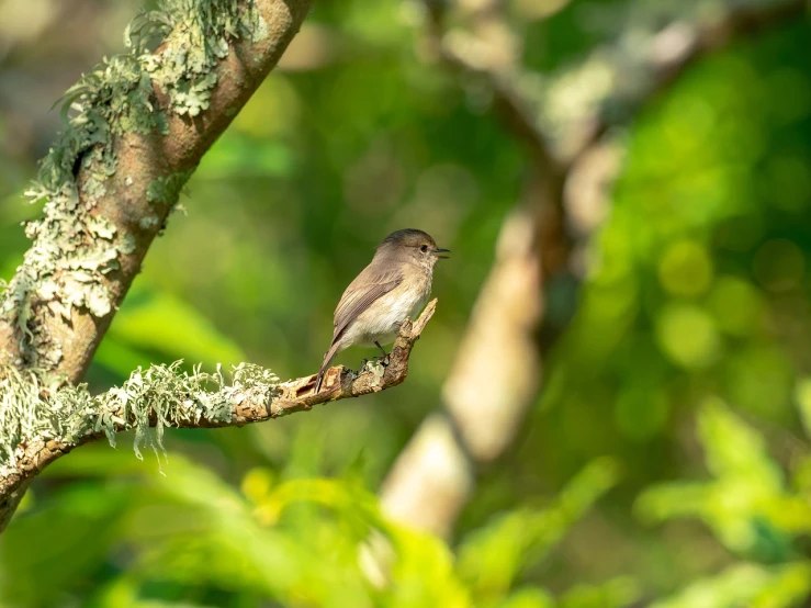 a small bird sitting on top of a tree branch, by Niklaus Manuel, ringlet, female gigachad, in serene forest setting, small mouth