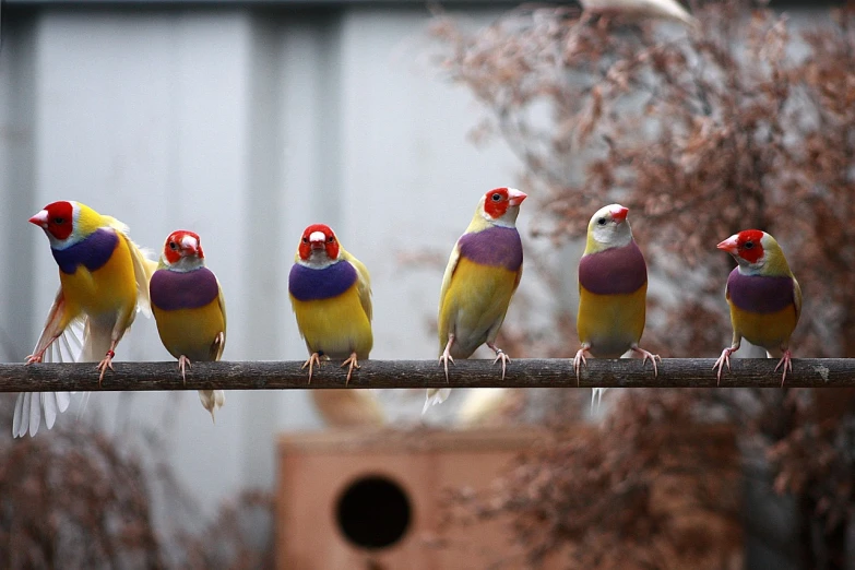 a group of birds sitting on top of a tree branch, by Jan Rustem, flickr, mingei, some red and purple and yellow, photo of real life pokemons, beautiful model, blank stare”