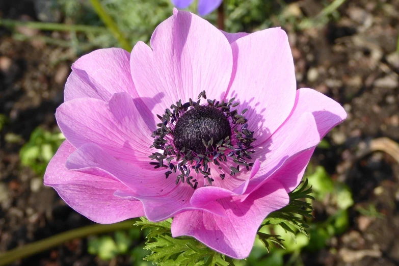 a close up of a pink flower in a garden, flickr, anemones, purple flowers, beautiful flower, viewed from above