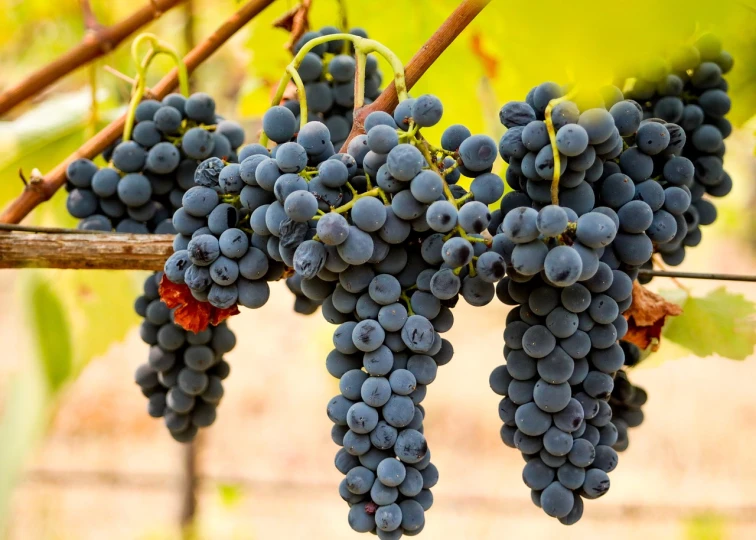 a bunch of grapes hanging from a vine, a portrait, by David Garner, shutterstock, 1 6 x 1 6, shallow depth of field hdr 8 k, chilean, in a row