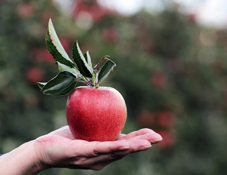 a person holding an apple with a leaf on it, pixabay, manuka, high res photo, a tall, phot