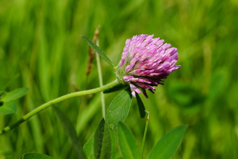 a purple flower sitting on top of a lush green field, hurufiyya, clover, 5 5 mm photo, long pointy pink nose, celtic vegetation