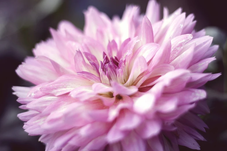 a close up of a pink flower on a plant, a macro photograph, romanticism, giant purple dahlia flower head, shallow dof, flowers with very long petals, nature photo