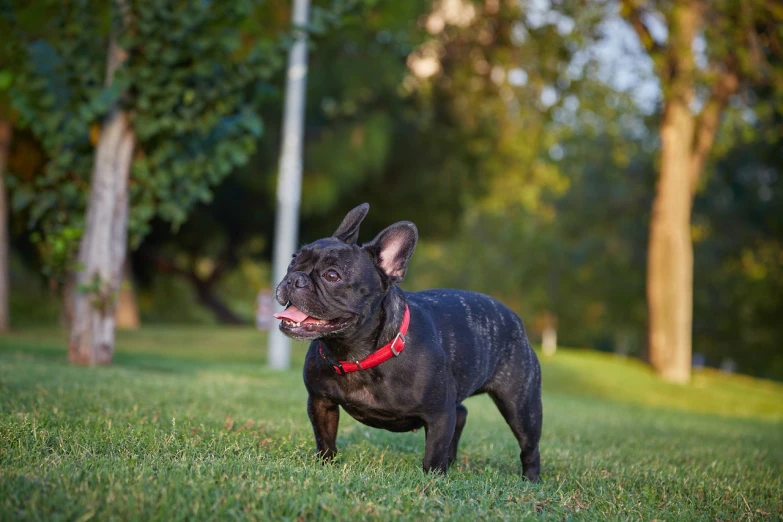 a small black dog standing on top of a lush green field, a portrait, shutterstock, french bulldog, walking at the park, at twilight, los angeles