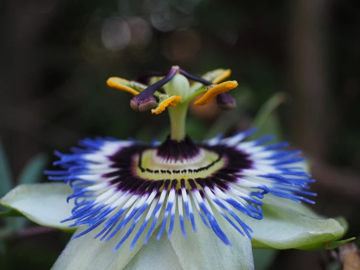 a close up of a flower on a plant, by Johannes Martini, flickr, hurufiyya, passion fruits, crown of blue flowers, opened mouth, flowing tendrils