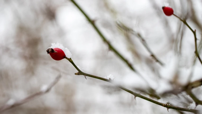 a close up of a plant with snow on it, a photo, by Jan Henryk Rosen, pexels, red rose, miro petrov, there is one cherry, with a white nose