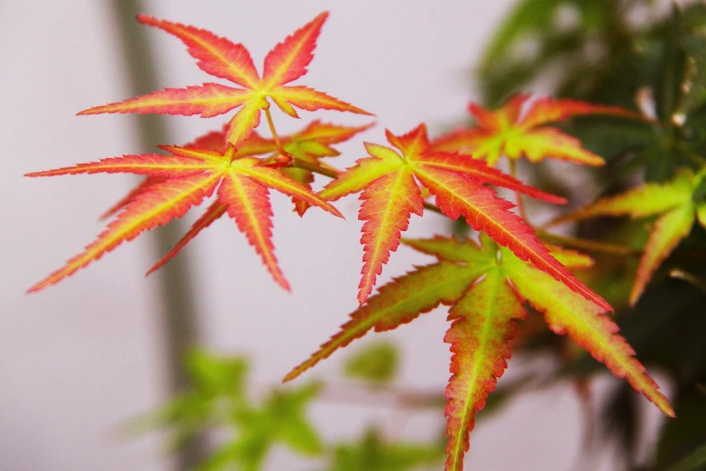 a close up of a plant with red and yellow leaves, sōsaku hanga, indoor shot, japanese maples, youthful colours, style of shuzo oshimi