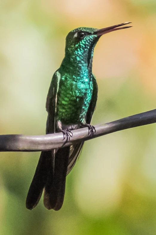 a green bird sitting on top of a wire, a macro photograph, shutterstock, fine art, huge glistening muscles, hummingbirds, 4 k detail, hdr detail