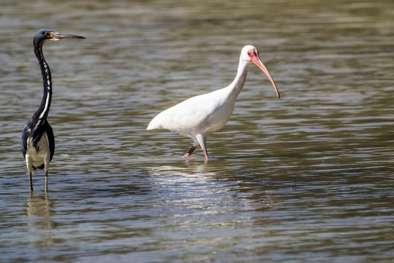 a couple of birds that are standing in the water, by Raymond Normand, flickr, arabesque, with a long white, she is walking on a river, usa-sep 20, side view close up of a gaunt