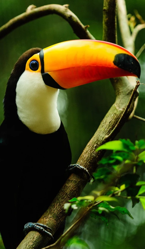 a close up of a bird on a tree branch, flickr, sumatraism, toucan, beautiful iphone wallpaper, “portrait of a cartoon animal, cornucopia
