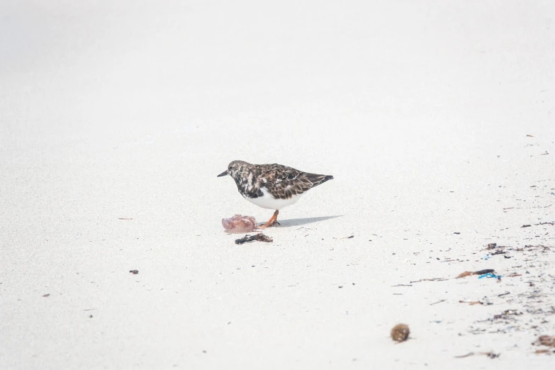 a small bird standing on top of a sandy beach, a portrait, eating, alexis franklin, washed up, f / 1 1. 0