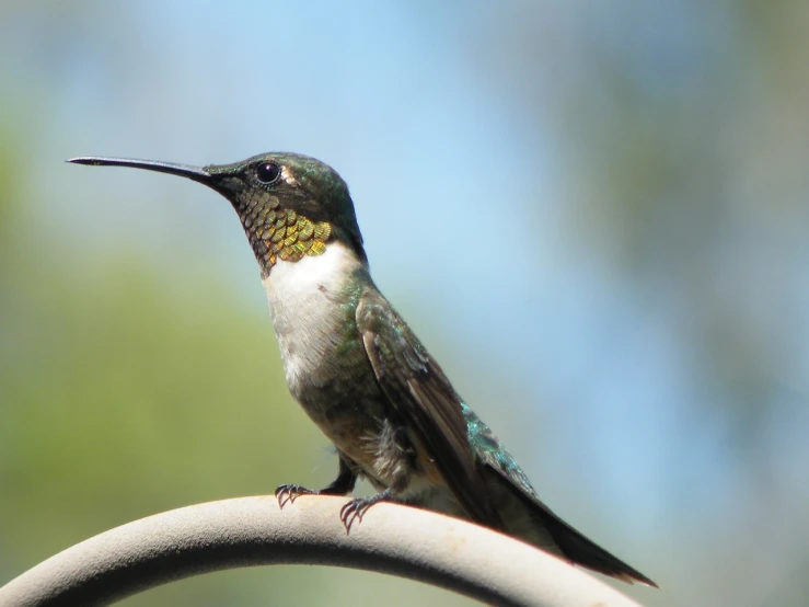 a hummingbird sitting on top of a metal pole, a portrait, by Robert Jacobsen, flickr, long thick shiny black beak, side view close up of a gaunt, portlet photo, fluffy green belly