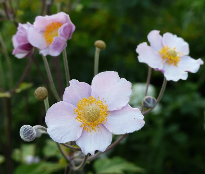 a group of pink flowers sitting on top of a lush green field, a portrait, inspired by Frederick Goodall, flickr, himalayan poppy flowers, sea anemone, pale pastel colours, grey