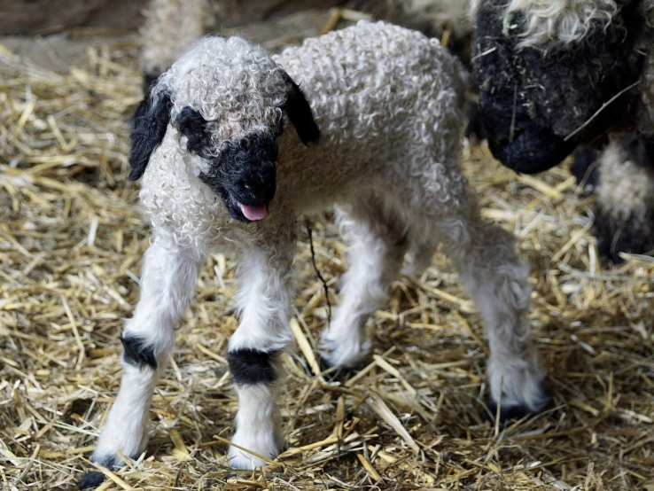 a small lamb standing on top of a pile of hay, by Robert Childress, shutterstock, cute decapodiformes, full body shot close up, the birth, bold. intricate