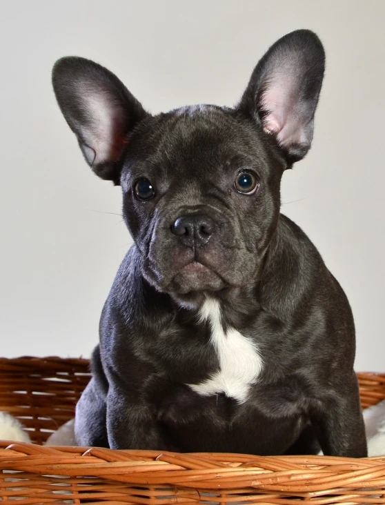 a small black dog sitting in a wicker basket, a portrait, by Maksimilijan Vanka, shutterstock, french bulldog, very sharp photo