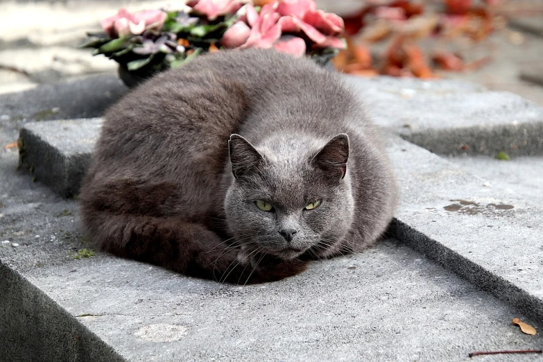 a cat that is laying down on some steps, by Istvan Banyai, pixabay, tombstone, dressed in a gray, sapphire, an elderly