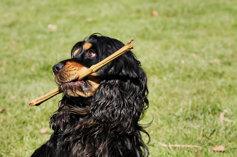 a black and brown dog holding a stick in its mouth, pexels, holding a wooden staff, grain”, ripley scott, reggae