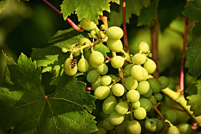 a bunch of green grapes hanging from a vine, by Joseph von Führich, pixabay, bauhaus, filtered evening light, honey, stock photo, whites