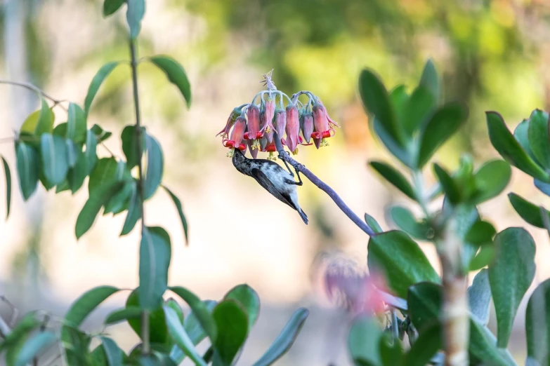 a small bird sitting on top of a flower, a pastel, featured on flickr, arabesque, hanging upside down from a tree, eating, fuchsia, wide shot!!!!!!