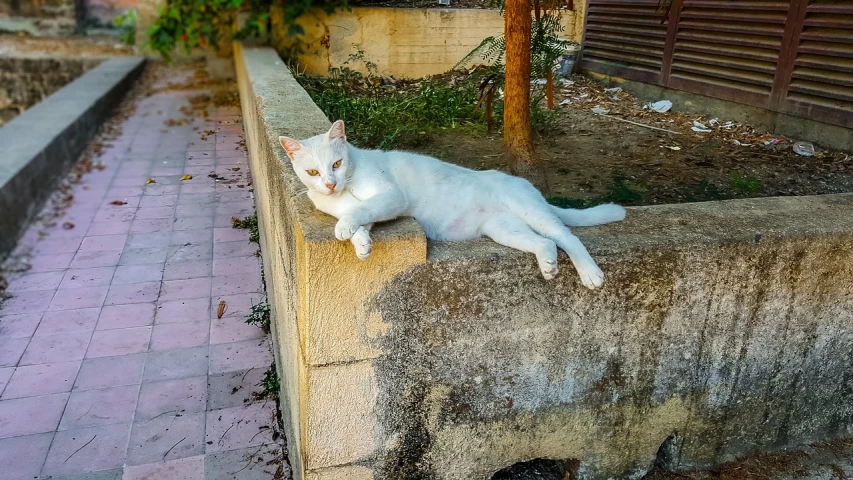 a white cat laying on top of a cement wall, a portrait, flickr, arabesque, in a village, dressed a long white, a handsome, made of marble