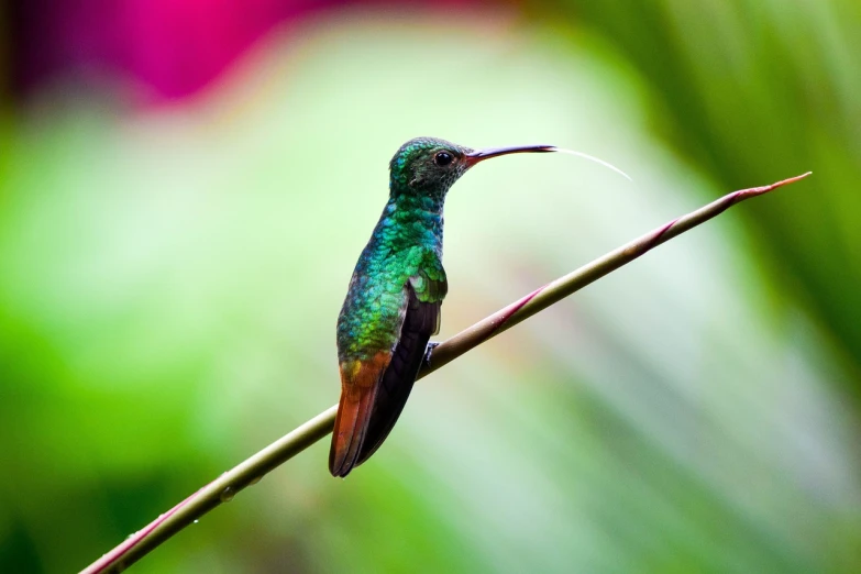 a bird that is sitting on a twig, hurufiyya, deep lush vivid colors, copper and emerald, with long antennae, hummingbirds