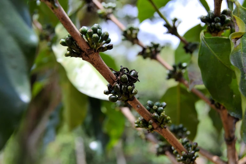 a close up of a bunch of berries on a tree, inspired by Ceferí Olivé, flickr, hurufiyya, coffee, flower buds, ignacio fernandez rios ”, sitting on a curly branch