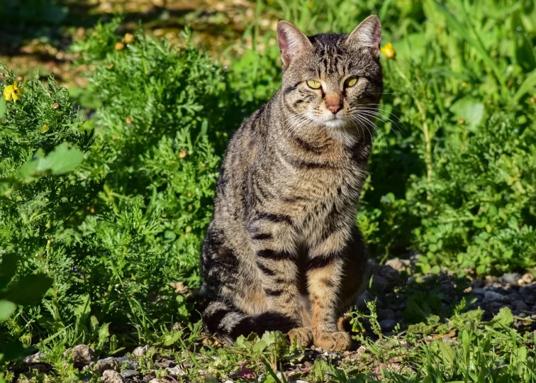 a cat that is sitting in the grass, a portrait, pixabay, regal and proud robust woman, lowres, outdoor photo, dappled