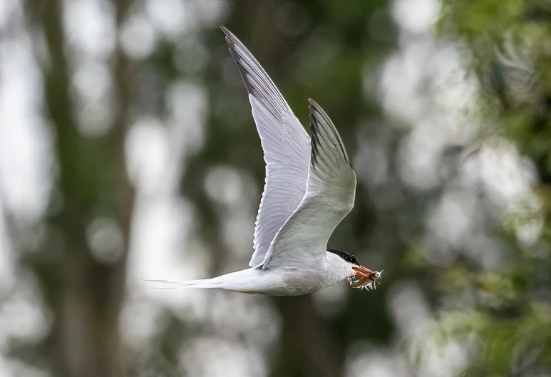 a bird that is flying in the air, a portrait, by Juergen von Huendeberg, flickr, hurufiyya, eating, with a long white, charlize, bjørn skalldrasson