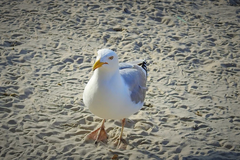 a seagull standing on top of a sandy beach, a photo, happening, stern look, flattened, not a messenger from above, with a yellow beak